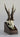 Magnificent Roe Buck Trophy