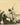 Maharaja of Dholpur Shooting a Pair of Westley Richards Guns.