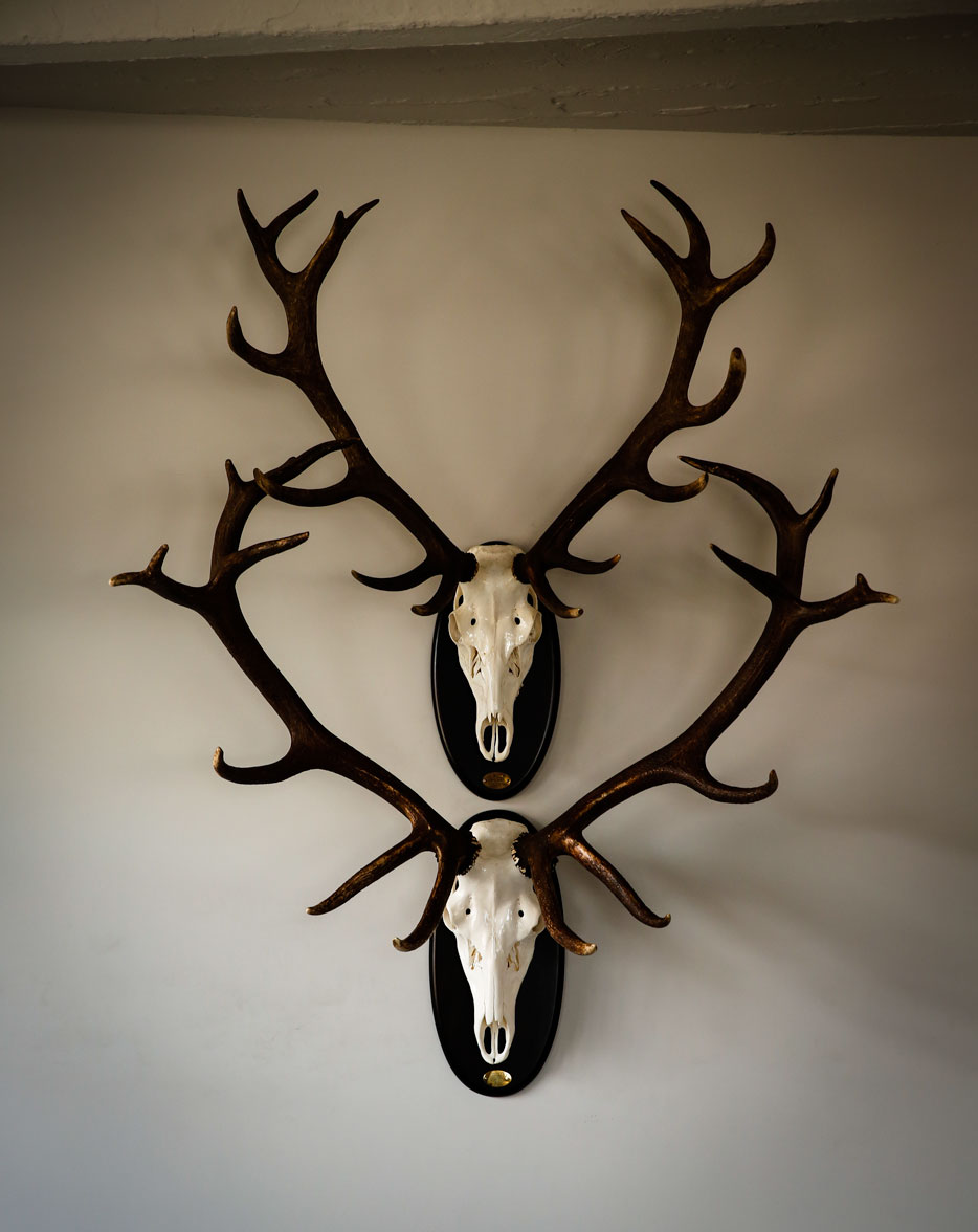 Stags-from-Monteria