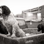 THE LAST DAY OF THE PHEASANT SEASON IN ENGLAND. PHOTOGRAPHS 'BYBRETT' 