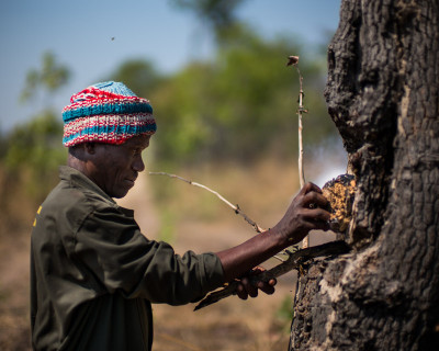 The Honey Collector