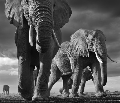 Encounter by David Yarrow