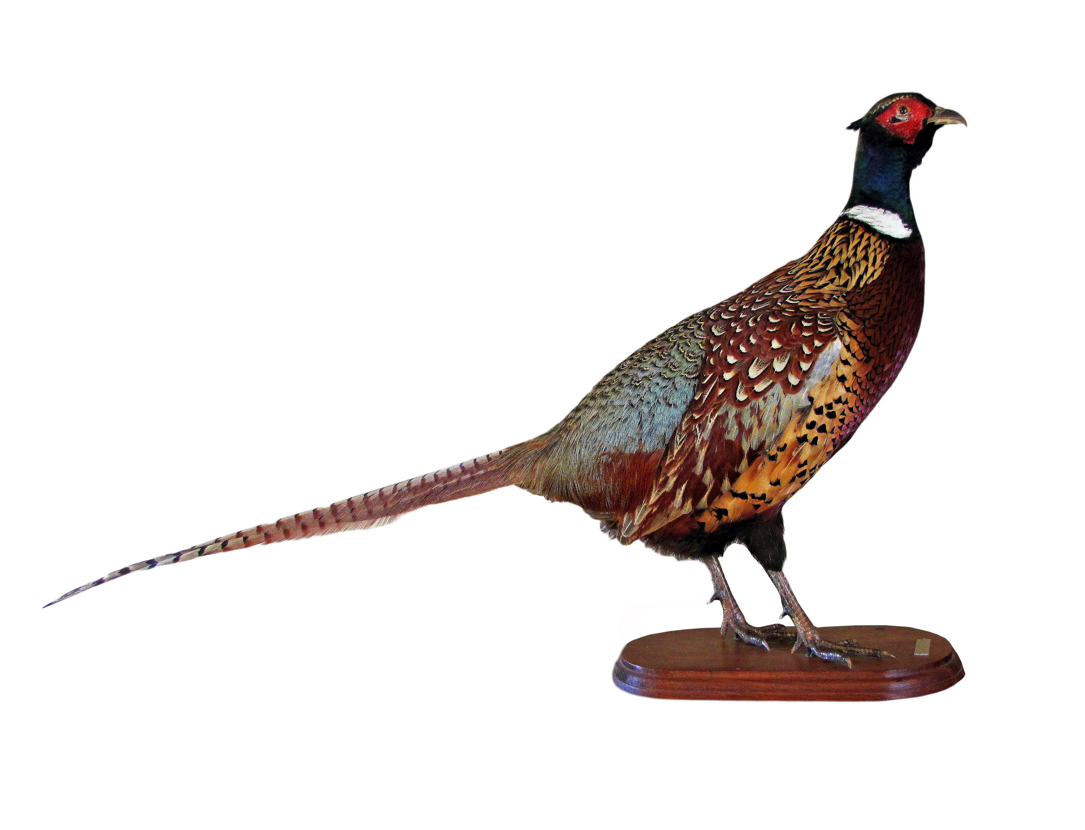 Dining Table or Taxidermist? by Colin Partridge