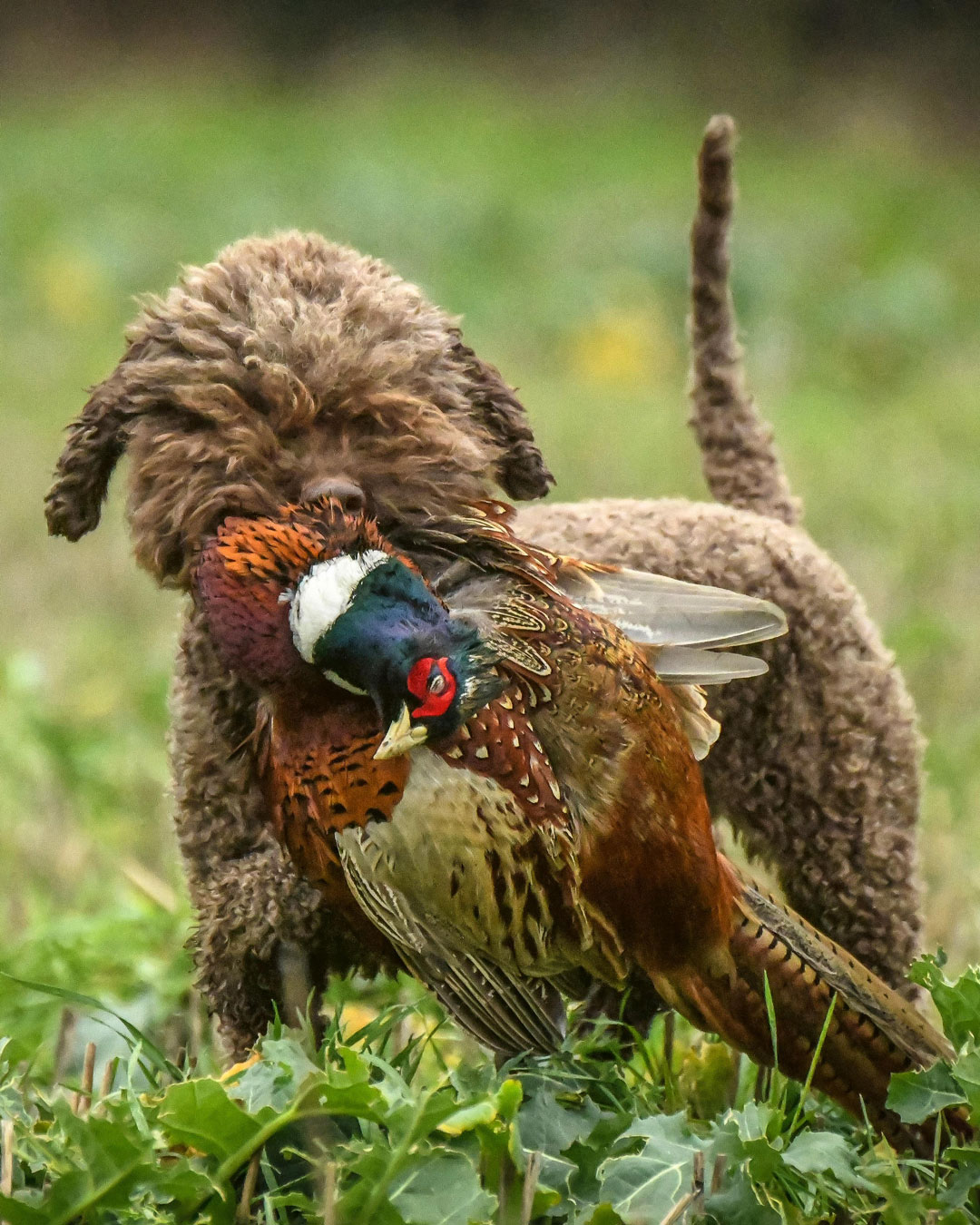 Gundog turned Truffle Hunter