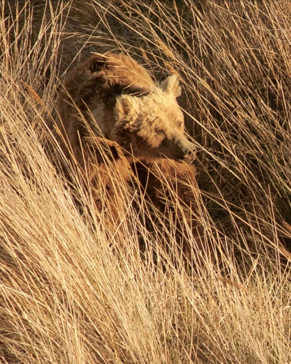 To Save the World’s Rarest Bear