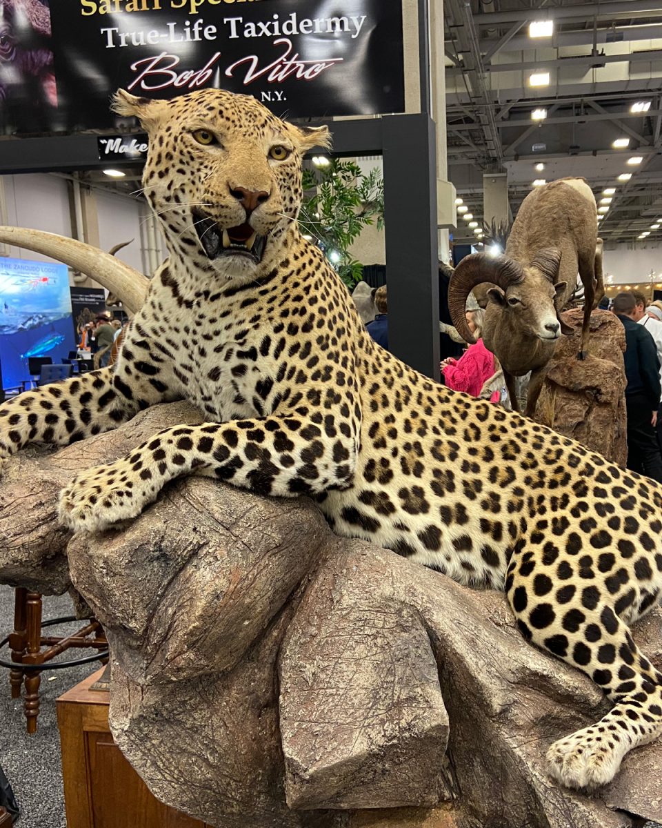 It's Showtime! Dallas Safari Club & Safari Club International 2024