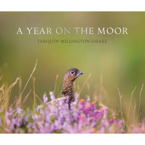 A Year On The Moor