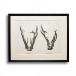 Limited Edition Set of 30 Red Stag and Roebuck Antler Prints