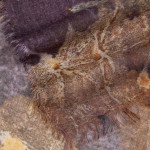 Nature Scarf