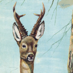 Kynoch Poster - Deer