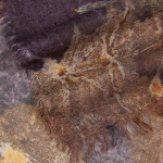 Zuzzurra Scarf in Rust