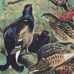 Kynoch Poster - Black Grouse