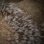 Eleonora Fur Lined Muff